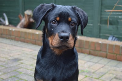 Rex
