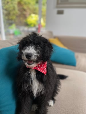 Ted