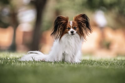 Mateo