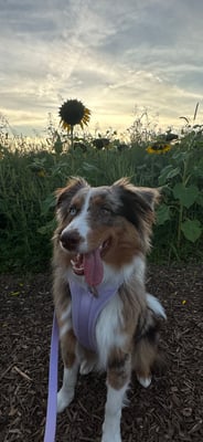 Remi