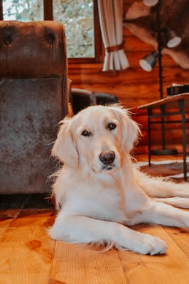 Lilly