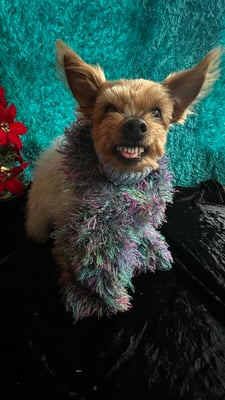 Yogi