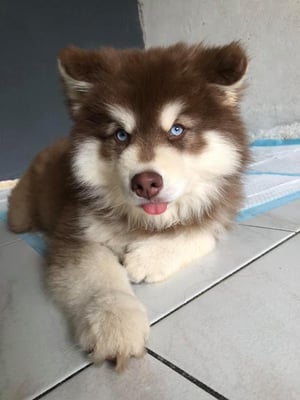 Logan