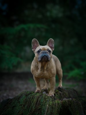 Rocco