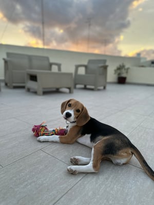 Bruno