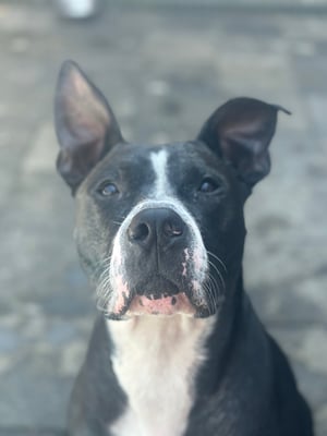 Max