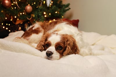Sammy