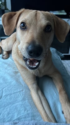 Otis