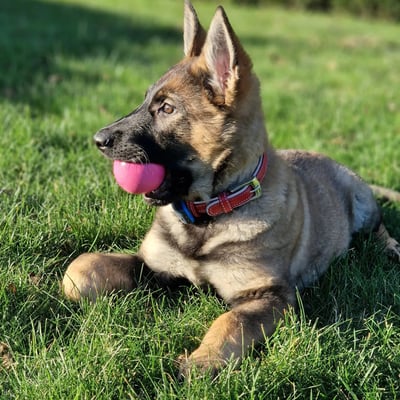TRIX