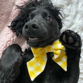 Milo