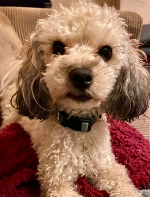 Cooper