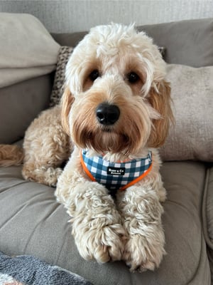 Otis