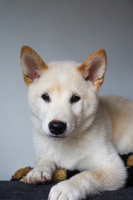 Yuji
