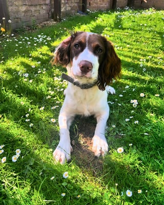 Milo