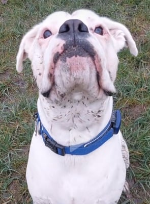 Milo the white boxer