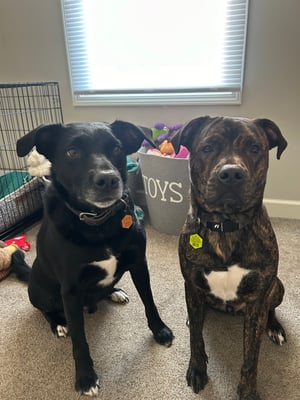 Griffin and Otto