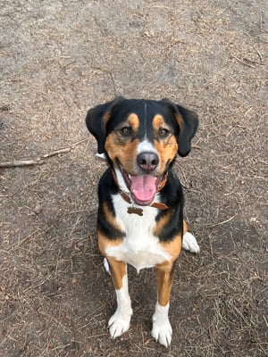 Olaf
