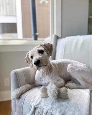 Winston