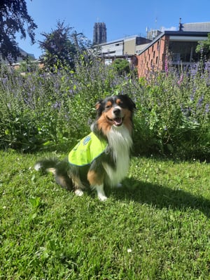 Koda