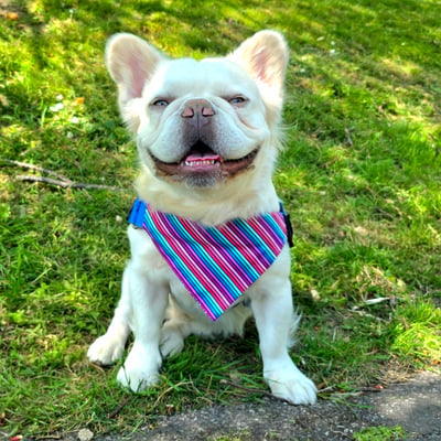 Pablo (Fluffy Frenchie)