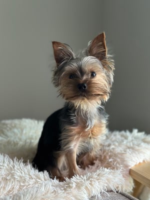 Oliver