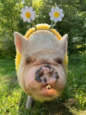 Abby the Pink Piggy