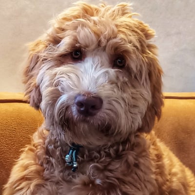 Ollie