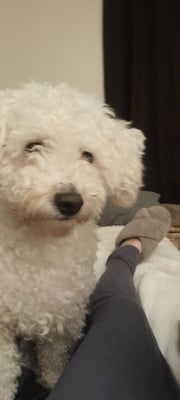 SCAMPY