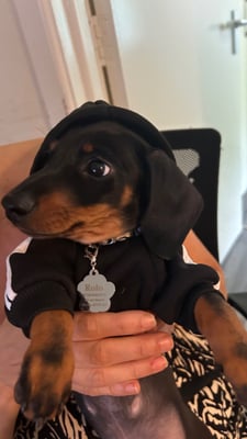 Rolo
