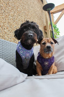 Brian, sootsie & Lyla