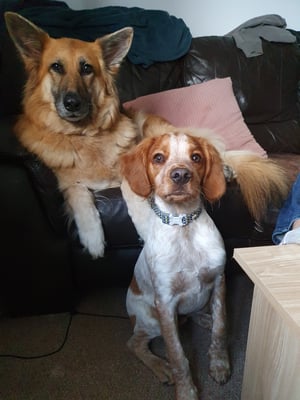 Gambit & Brandy