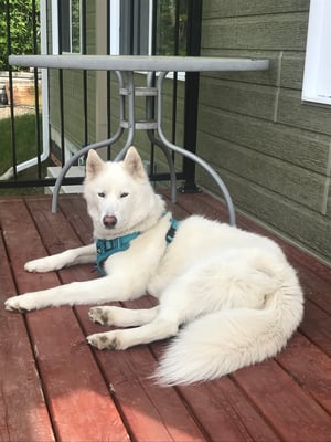 Tsuki