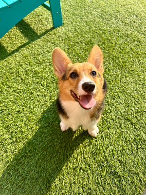 @laszlo.the.corgi