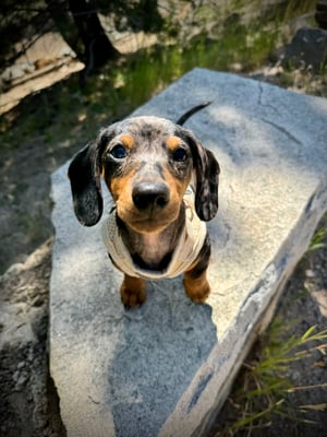 Frankie