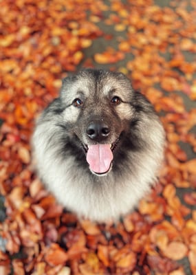 Arko