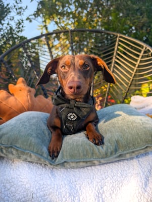 Albie