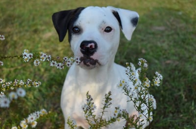 Nova
