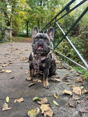 Milo
