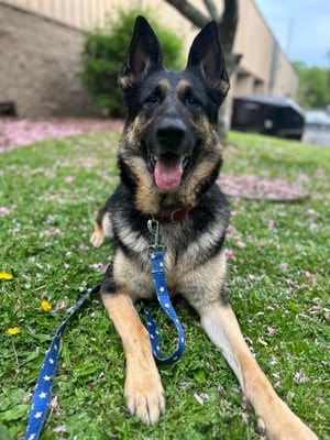 Logan