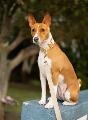 Bindi