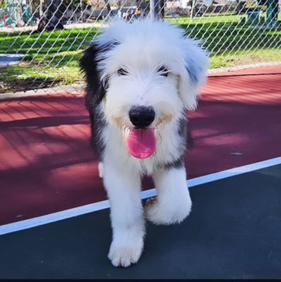 Milo