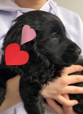 Pepper