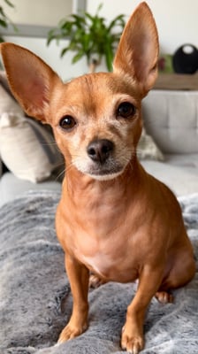 Pippa