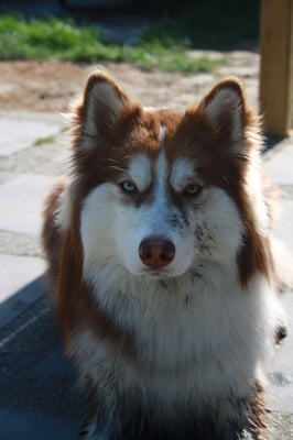 Finn