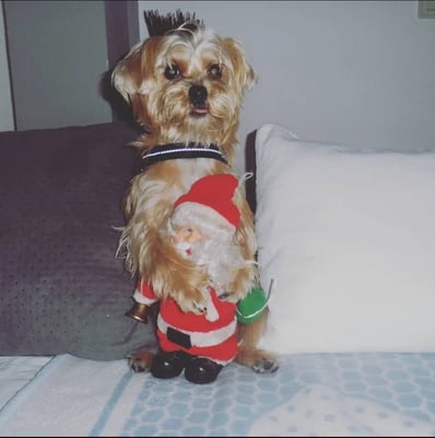 Jackieddog