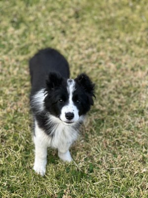 Kali