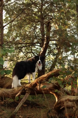 Odin