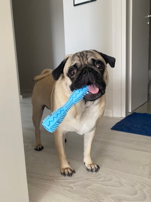 @thepug__pablo