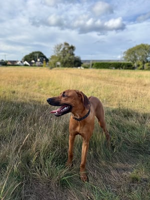 Simba