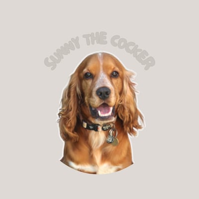 @sunnythecocker_